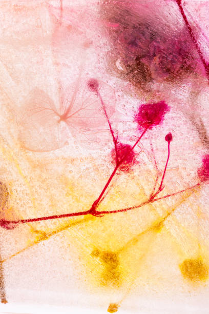istock Dried flowers frozen in ice 1637250996
