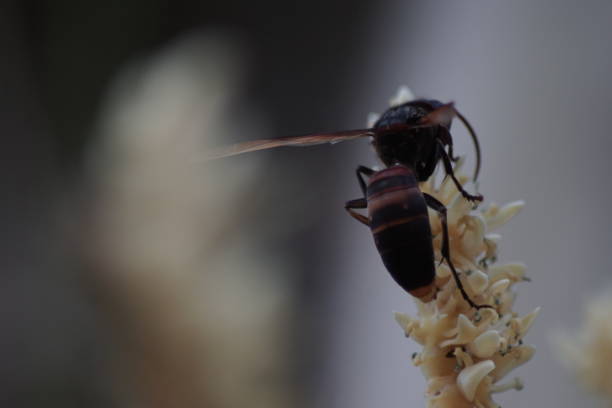 istock Wasp collect nectar from coconut flowers 1637251534