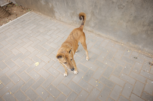 Stray dog on the side of the street in India