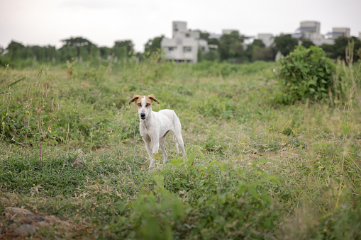 Stray dogs on a dirt road in India