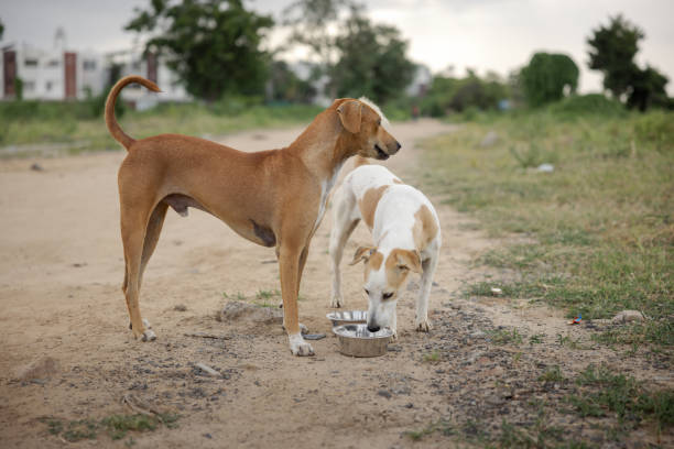 istock Stray dogs on a dirt road in India 1637251601