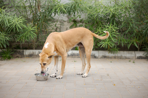 Stray dog on the side of the street in India