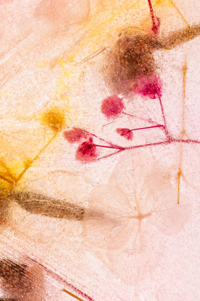 istock Dried flowers frozen in ice 1637251642