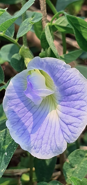 a photography of a purple flower with a white center, lycaenid butterfly on a flower in a garden.