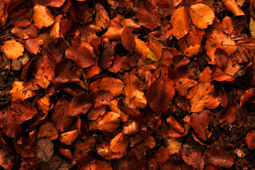 Close up of a group of autumn leaves