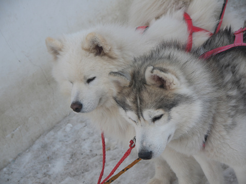 Two tired sled dogs in harness ready for the race,  samoyed dog and siberian Huskie