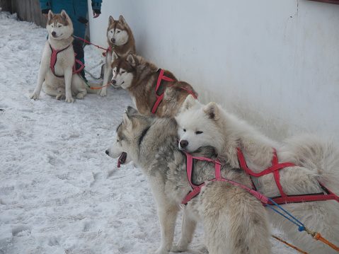 Two tired sled dogs in harness resting after the race,  and samoyed dog laid his head on siberian Huskie back