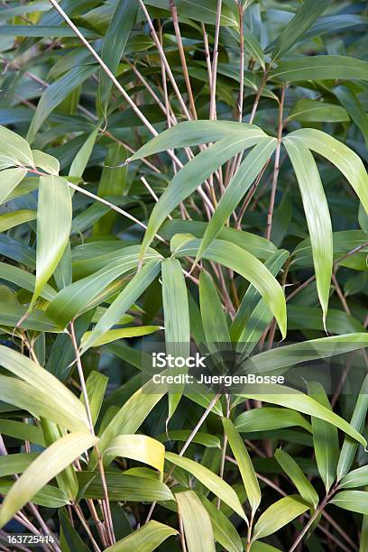 Photo libre de droit de En Bambou banque d'images et plus d'images libres de droit de Bambou - Bambou, Botanique, Brindille