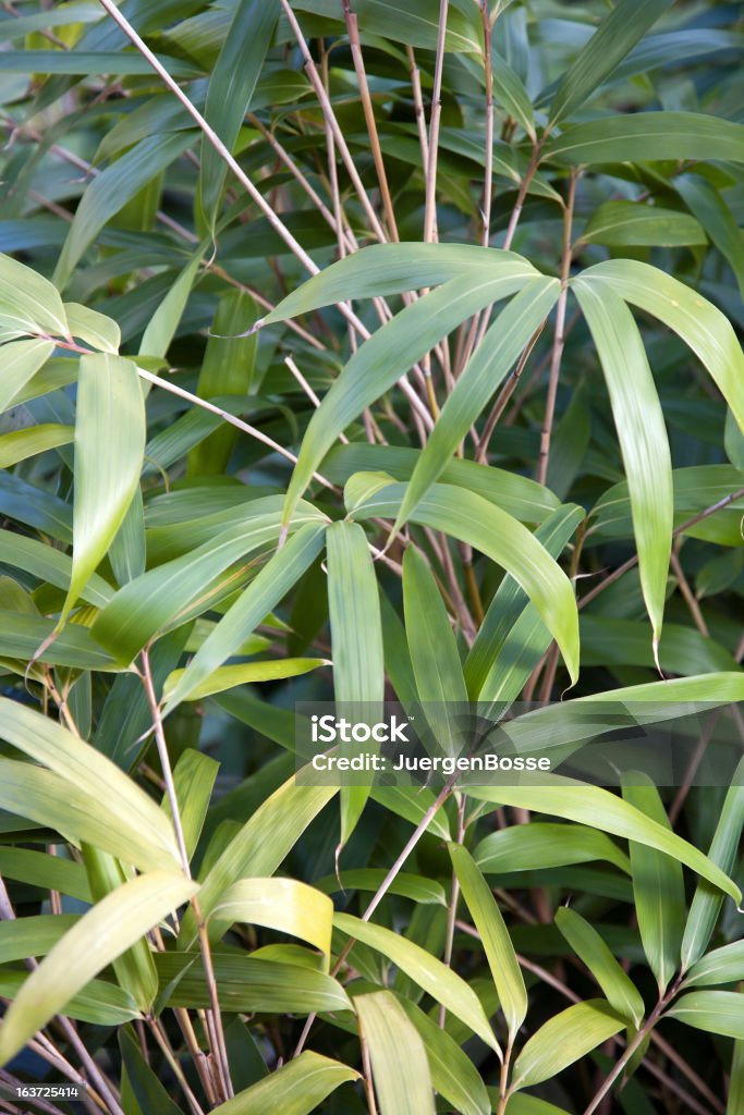 Bambu - Foto de stock de Bambu royalty-free