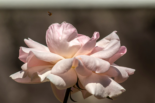 bee flies over a white rose to pollinate in a garden in Brazil