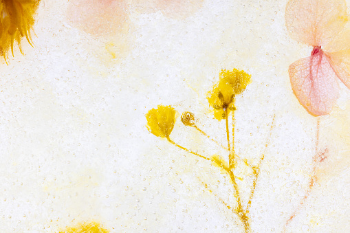 Picture of dried flowers on ice.
