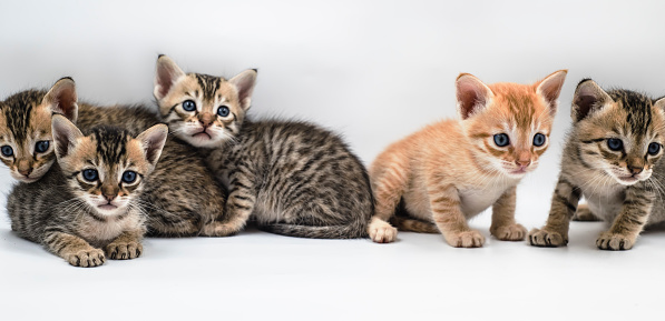 Five cute kittens isolated on white background with copy space