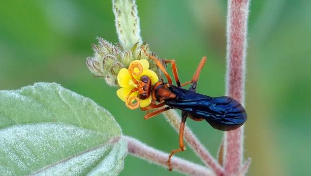 istock Black rusty spider wasp perched atop a vibrant yellow flower against a backdrop of green foliage 1637257448