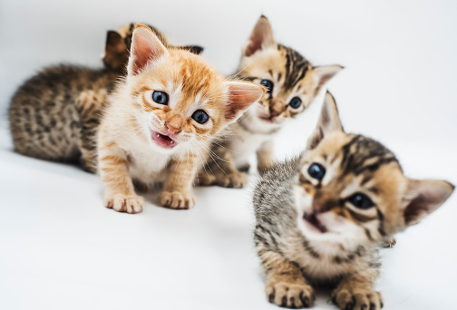 Four cute kittens isolated on white background with plenty of copy space
