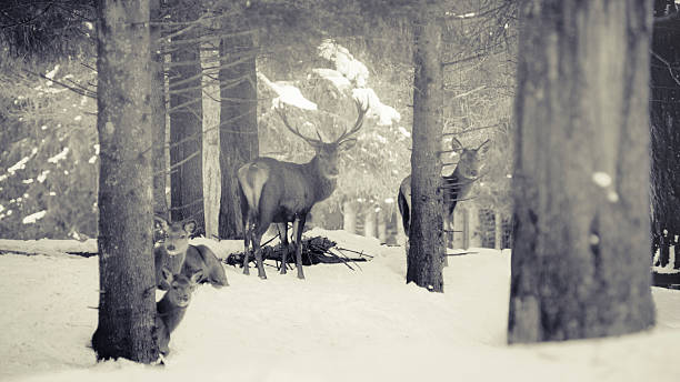 Red Deer family
