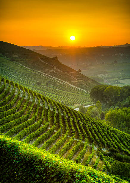 sole sui vigneti - provincia di cuneo foto e immagini stock