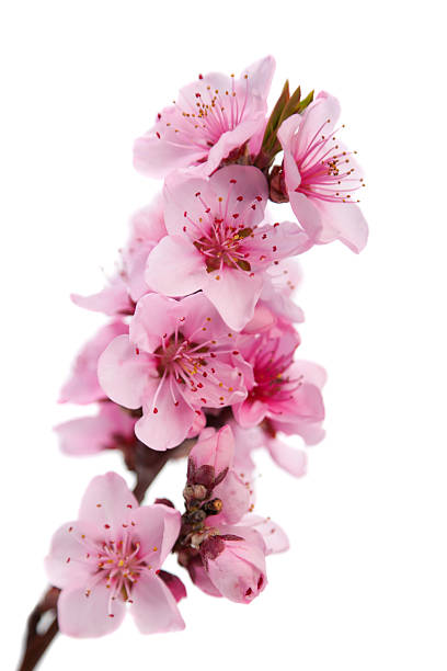 istock Flowering branch of peach 163728668