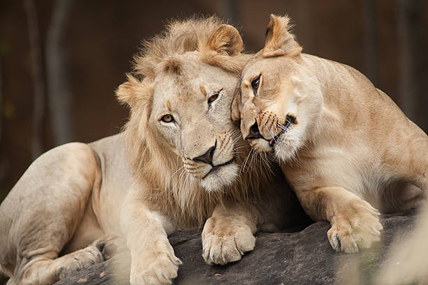 istock Male and Female Lions 163728673