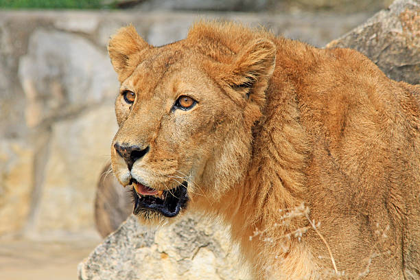 istock Portrait of lion 163728689