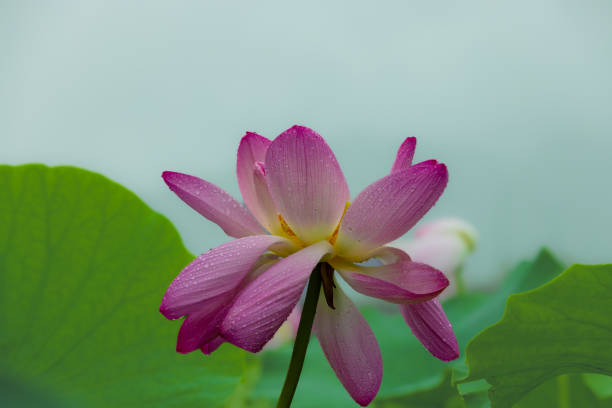 A lotus flower on a rainy day