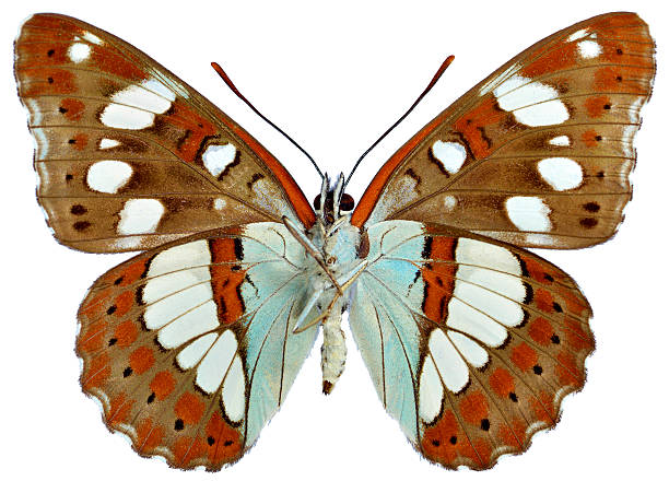 istock Isolated Southern White Admiral butterfly 163728721