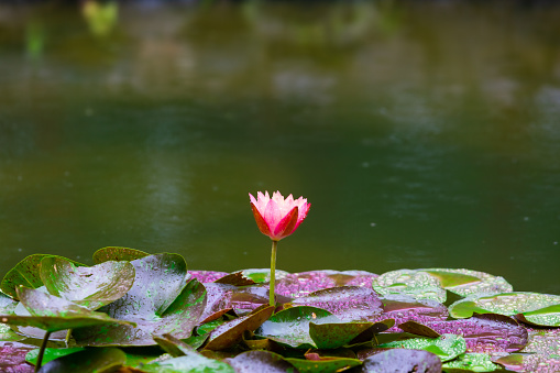 A lotus flower on a rainy day
