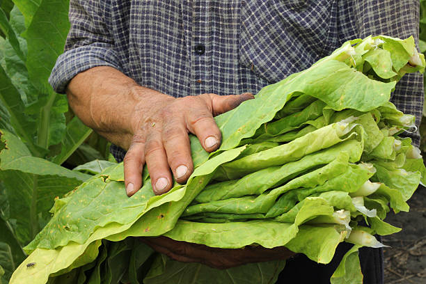istock Tobacco harvest 163729437