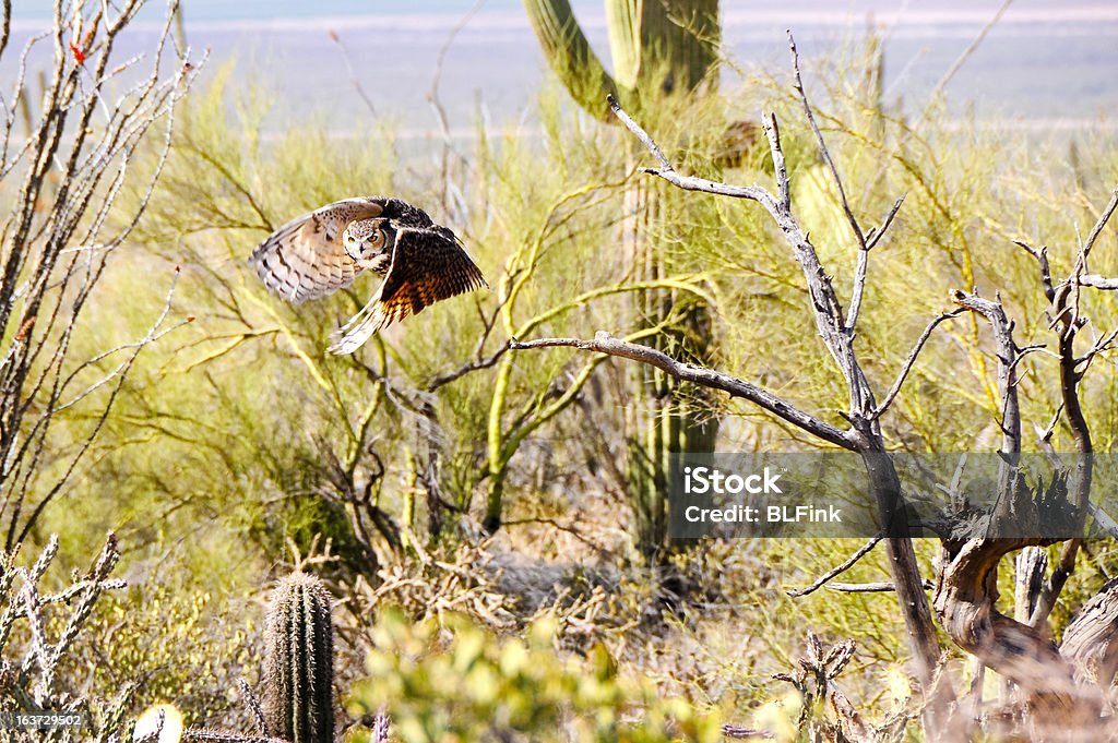 Gufo virginiano Wings visualizzazione movimento - Foto stock royalty-free di Ala di animale