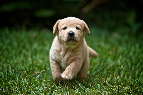 Labrador retriever puppy running Little labrador retriever running after his owner yellow labrador stock pictures, royalty-free photos & images