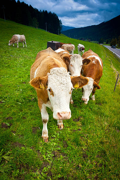 Cows Cows near Brunico, Trentino Alto Adige, Italy ayrshire cattle photos stock pictures, royalty-free photos & images