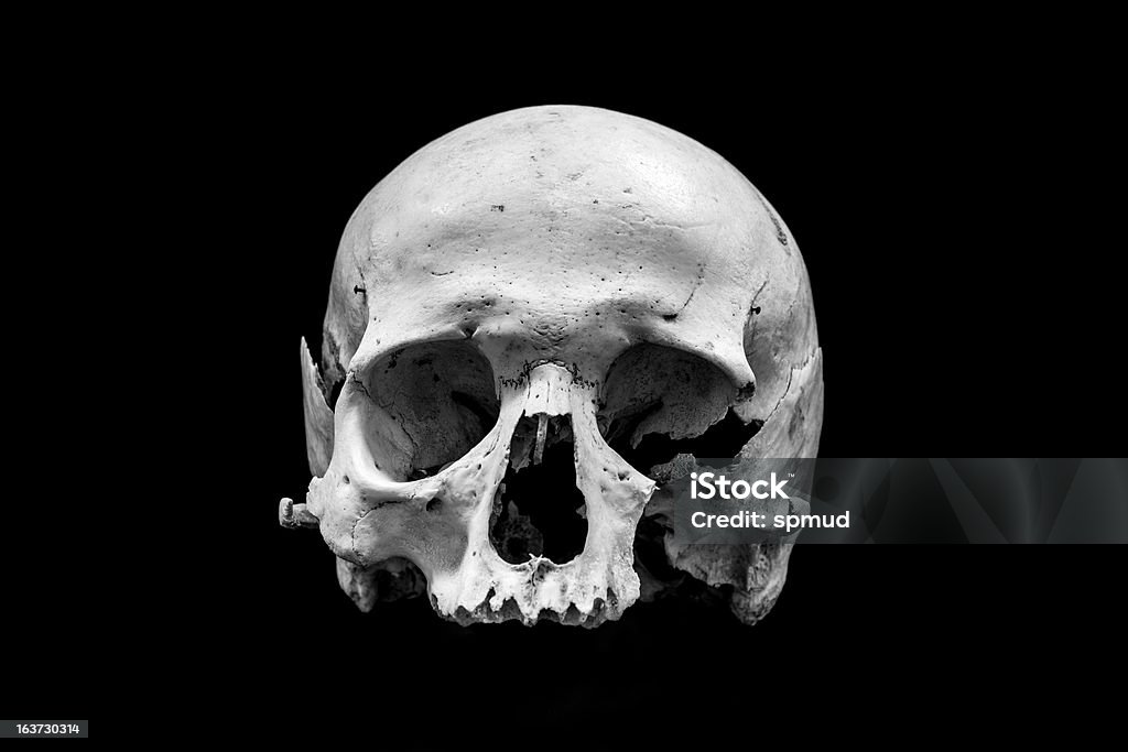 Human Skull Black and white Human Skull     William Shakespeare Stock Photo