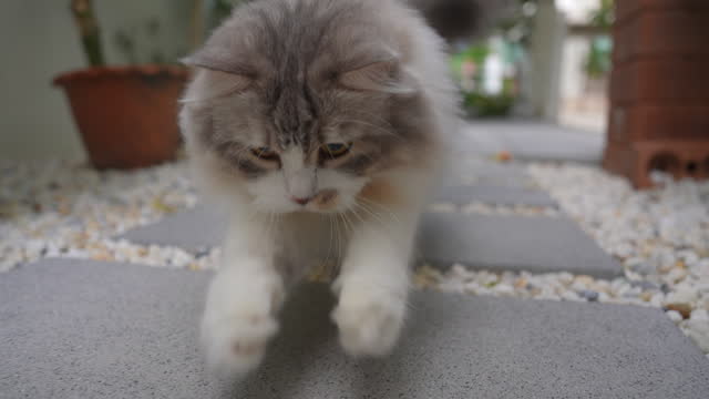 Slow motion fluffy cat playing in the garden