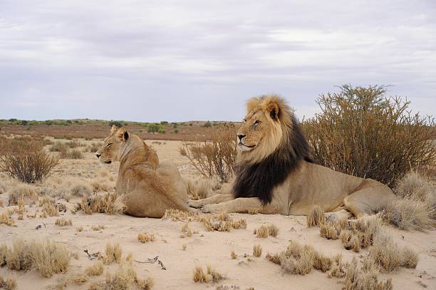 KGALAGADI TRANSFRONTIER PARK Pride male lion (Panthera leo) and lioness scan the desert for prey animals at KWANG, Kalahari desert, Kgalagadi transfrontier desert park, South Africa. Lions are the top predator in the desert ecology. kgalagadi transfrontier park stock pictures, royalty-free photos & images