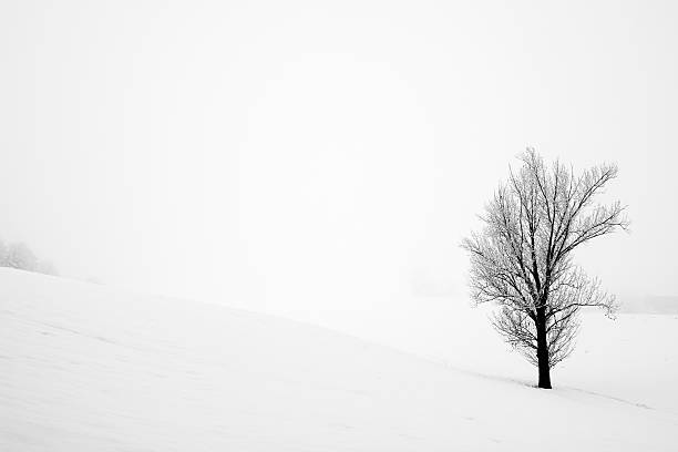 istock Lonely Tree In a Field Covered by Winter Snow 163731757
