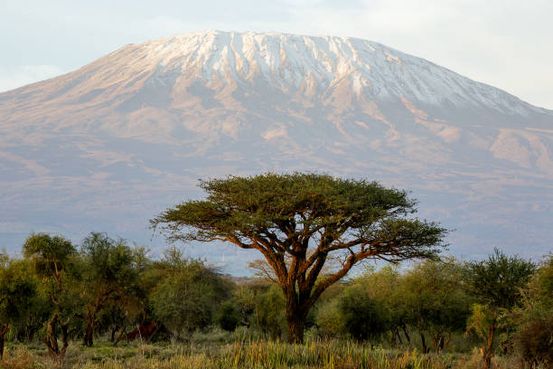 istock Mt Kilimanjaro and Acacia - in the morning 163732015