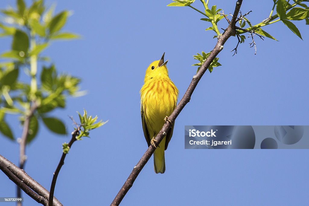 Felosa-de-amarelo - Royalty-free Parque Nacional de Pointe Pelée Foto de stock