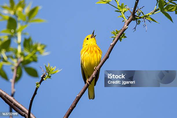 Felosadeamarelo - Fotografias de stock e mais imagens de Parque Nacional de Pointe Pelée - Parque Nacional de Pointe Pelée, Animal, Animal macho