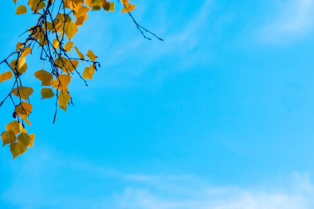 Autumn concept, birch forest. Beautiful natural bottom view of the trunks and tops of birches with golden bright autumn foliage against a blue sky. High quality photo