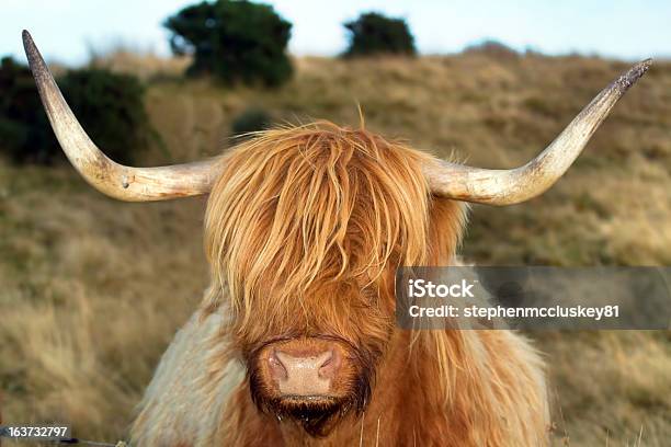 ハイランド牛優れた髪 - スコットランドのストックフォトや画像を多数ご用意 - スコットランド, 牝牛, ウシ