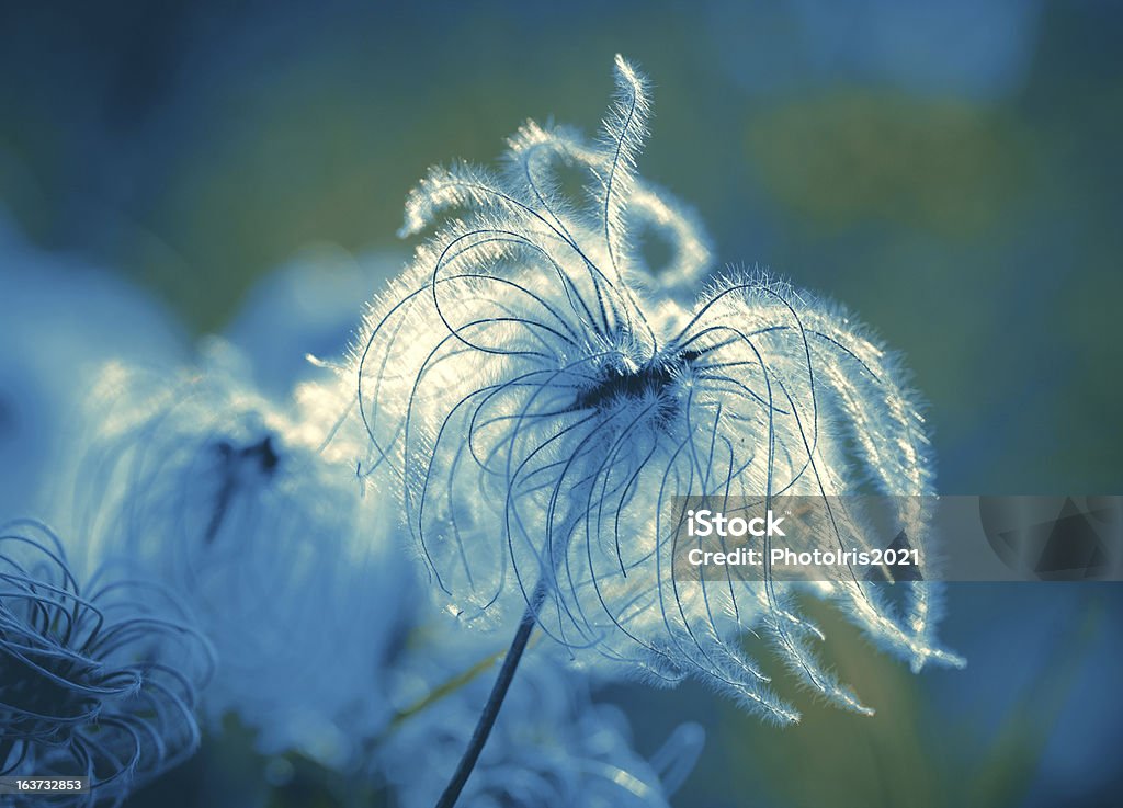 Fluffy - softness flower Abstract Stock Photo