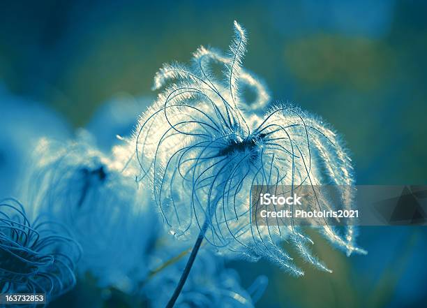 Fluffy Softness Flower Stock Photo - Download Image Now - Abstract, Agricultural Field, April