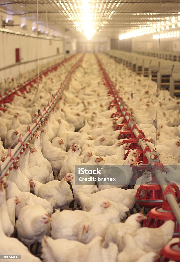 Granja de aves de pollo - Foto de stock de Gallina - Animal hembra libre de derechos