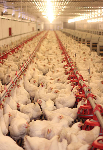 istock Long rows packed with live white chickens on chicken farm 163732857