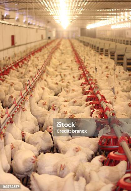 Farma Kurczaków Drób - zdjęcia stockowe i więcej obrazów Jajo - Jajo, Kogucik, Kogut