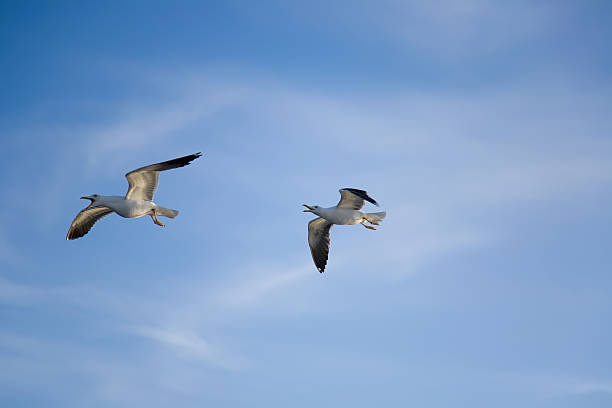 istock sea gull flying in the blue sky 163734249