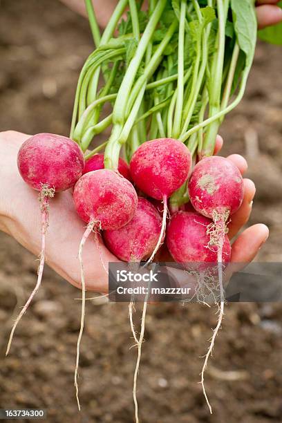 Ravanello Organico Fresco In Donna Di Mano - Fotografie stock e altre immagini di Adulto - Adulto, Agricoltura, Ambientazione esterna