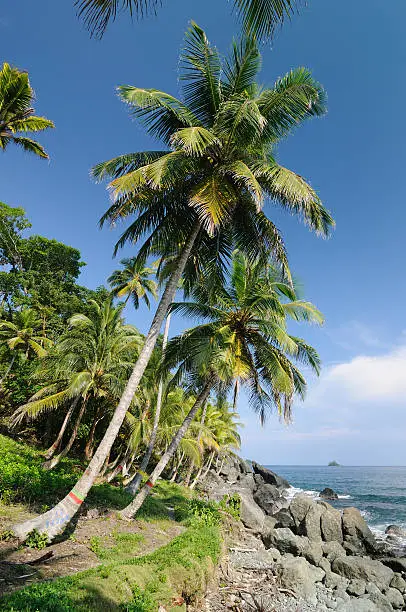 Colombia, wild coast of the Caribbean sea near Capurgana resort where the Darien jungle is encountering the beach