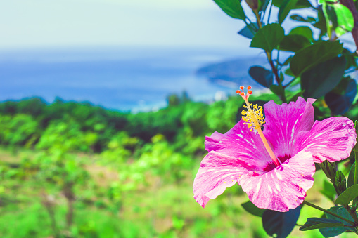Pink tropical hibiscus flower growing in spring garden blue sea background