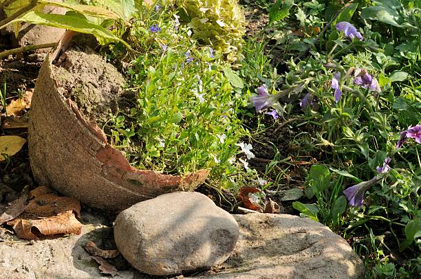 Flowers growing in an old broken pot by stones on a flower bed in the garden