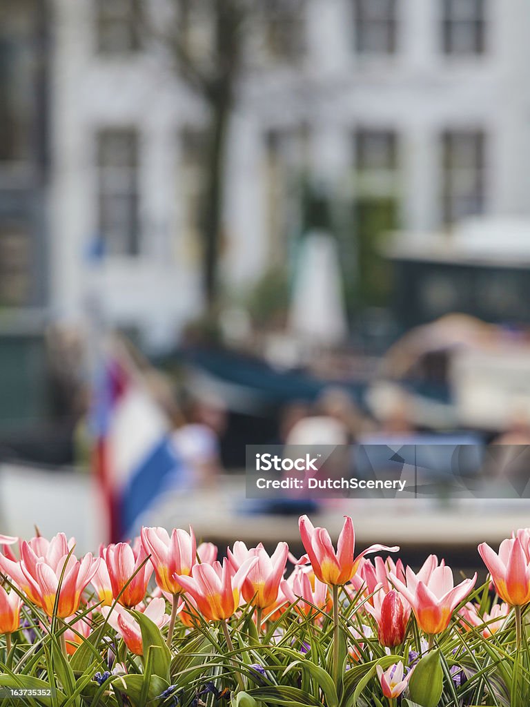 Tulipes devant un canal d'Amsterdam - Photo de Amsterdam libre de droits